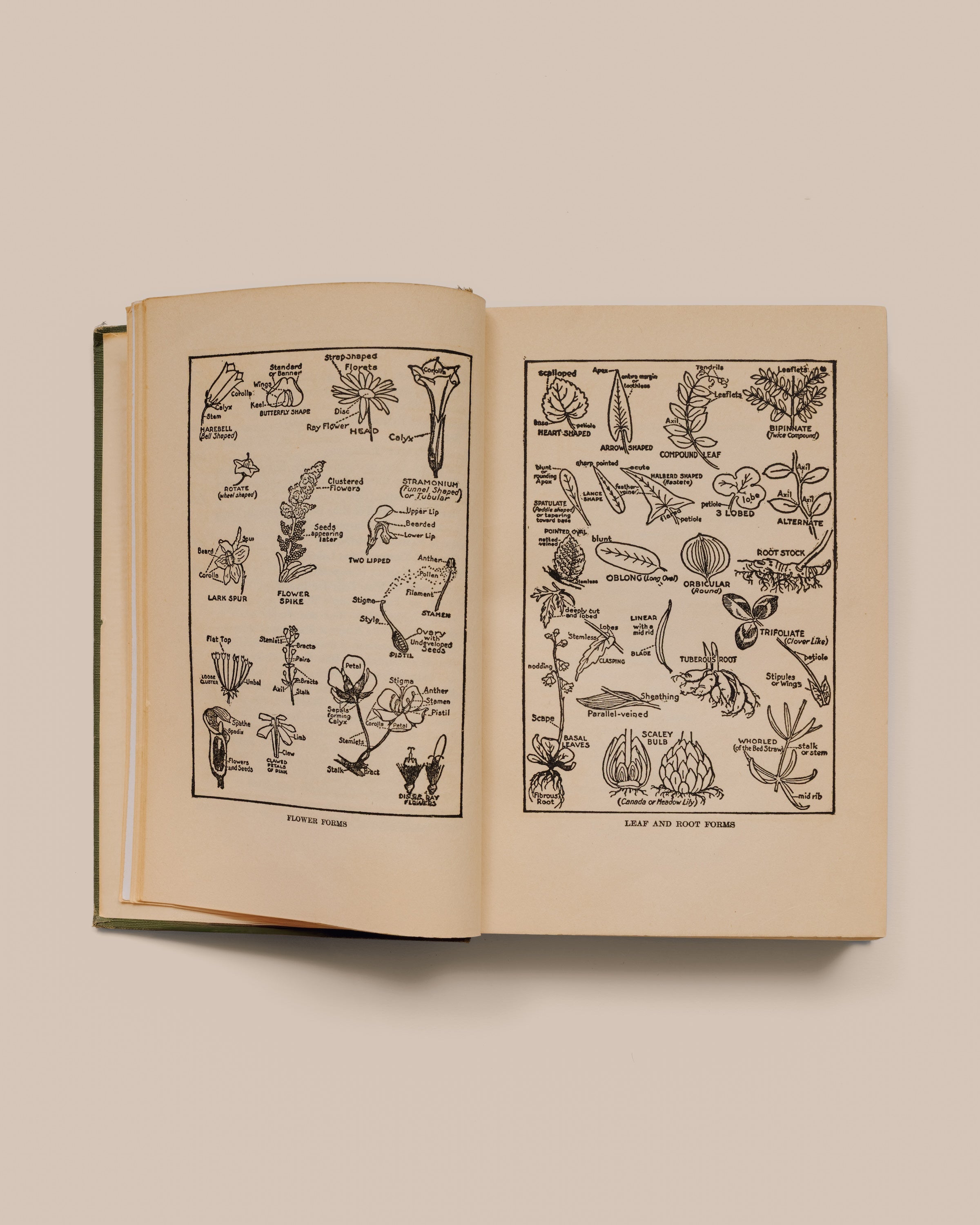 Wildflowers Worth Knowing - Neltje Blantjan Reprinted 1934 - GOOD FRIEND