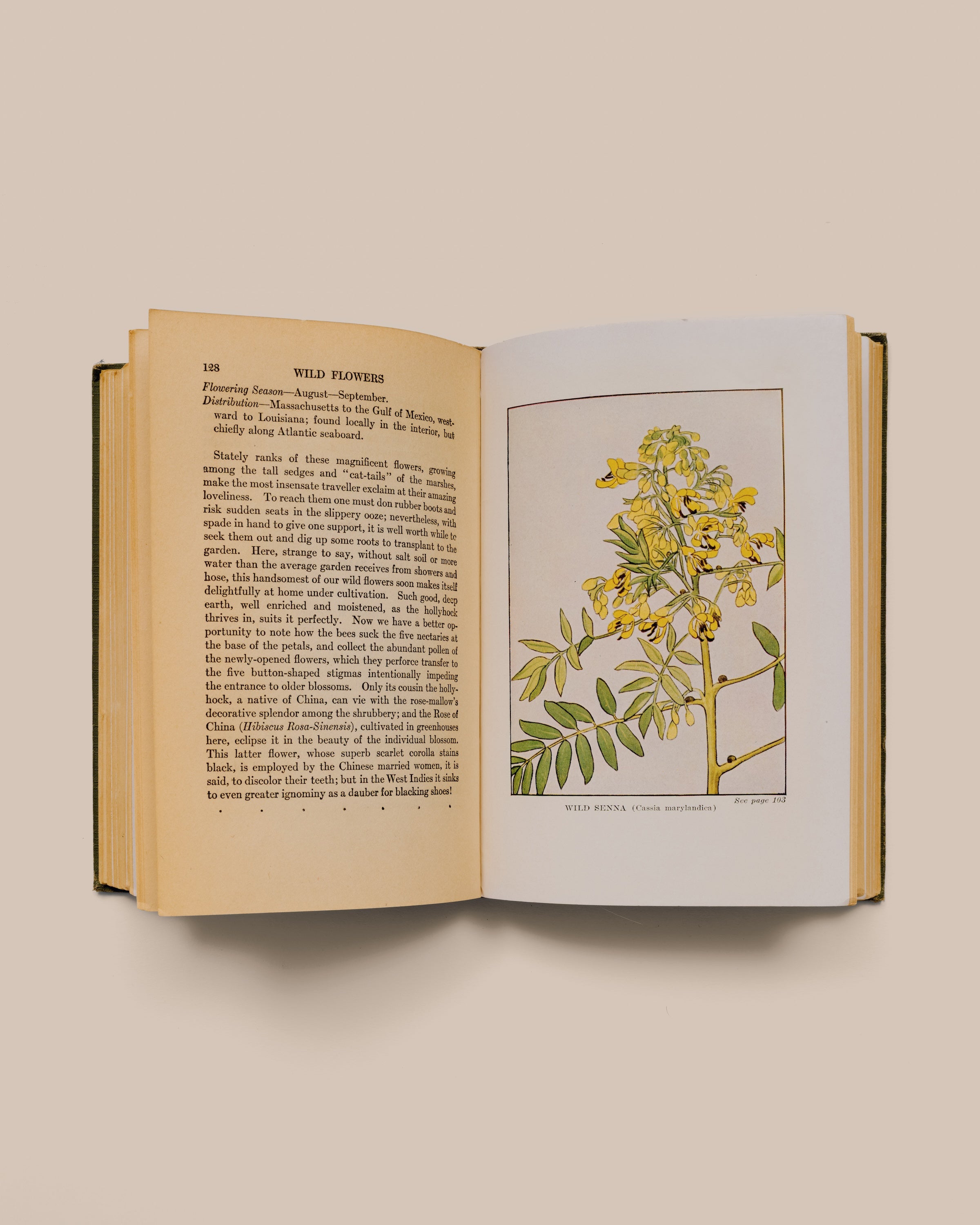 Wildflowers Worth Knowing - Neltje Blantjan Reprinted 1934 - GOOD FRIEND