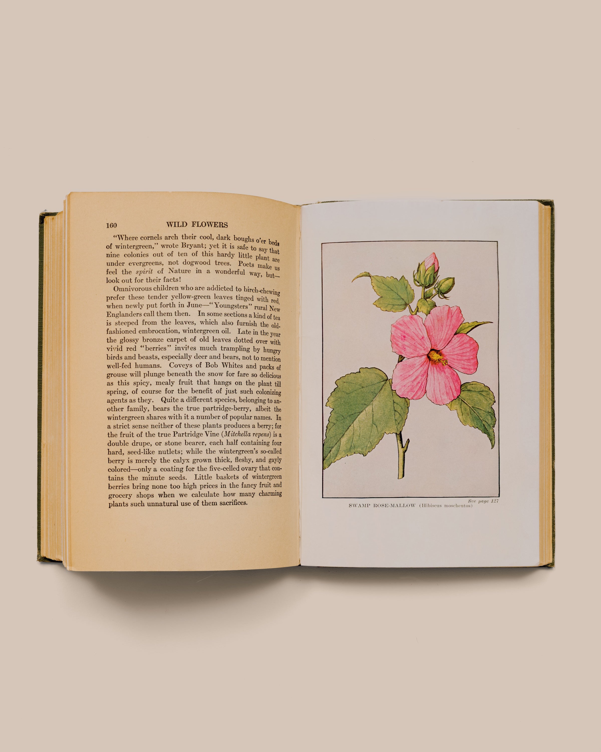 Wildflowers Worth Knowing - Neltje Blantjan Reprinted 1934 - GOOD FRIEND