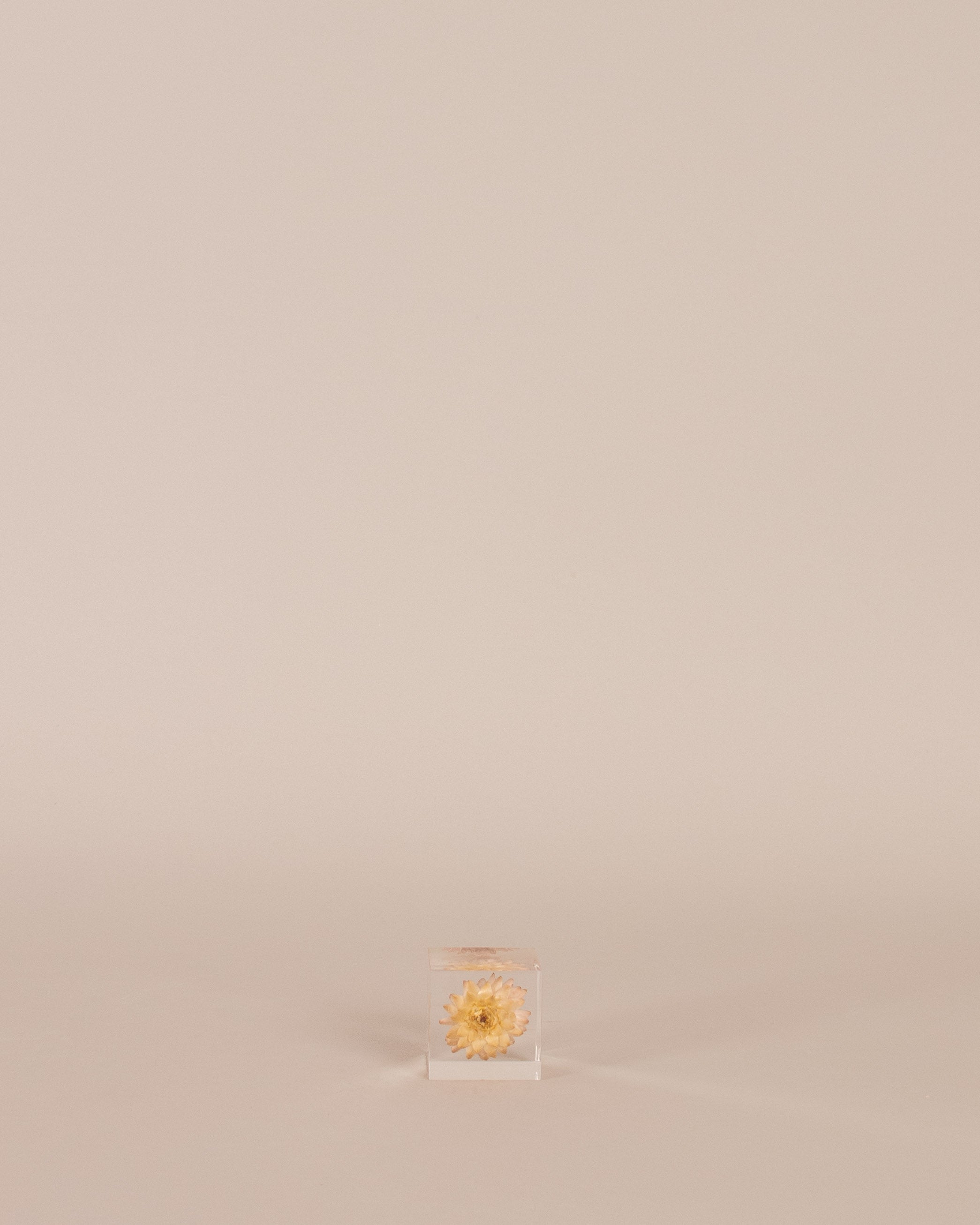 Strawflower Sola Cube